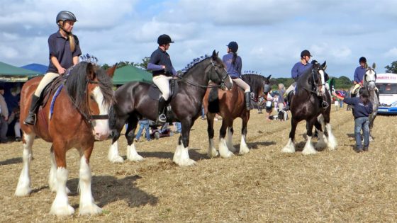 shire horses-raveningham-fair