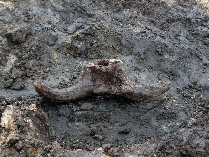 Auroch Skull in situ