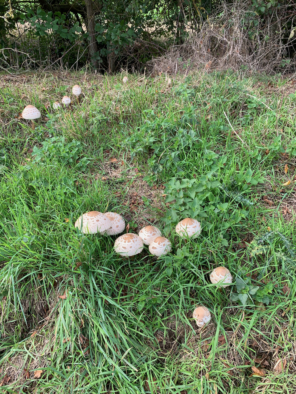 Autumn Fungi in the Waveney Valley