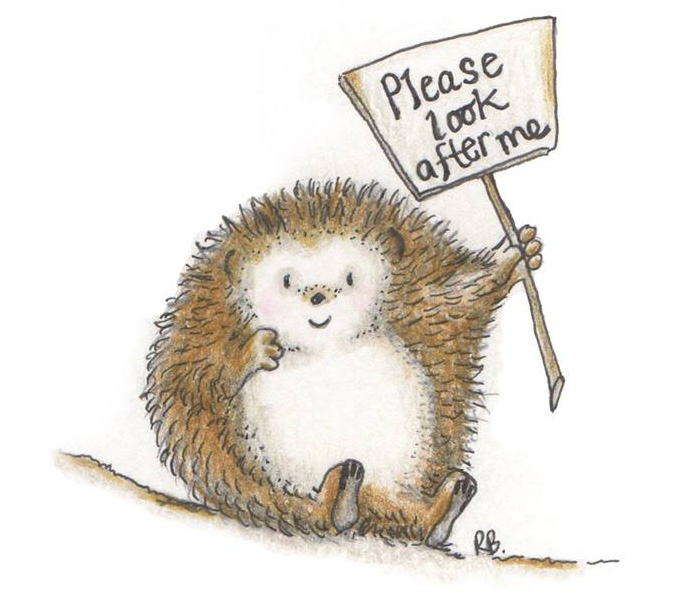 Hodmedods Hedgehog Awareness Day