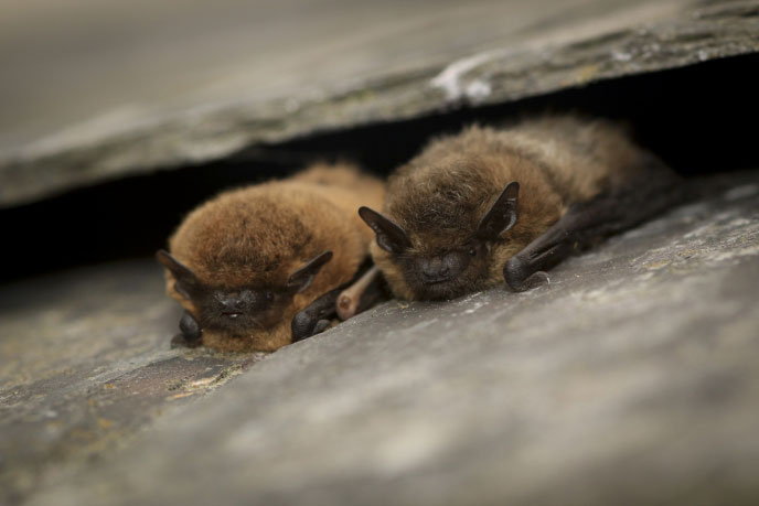 Bats in Suffolk