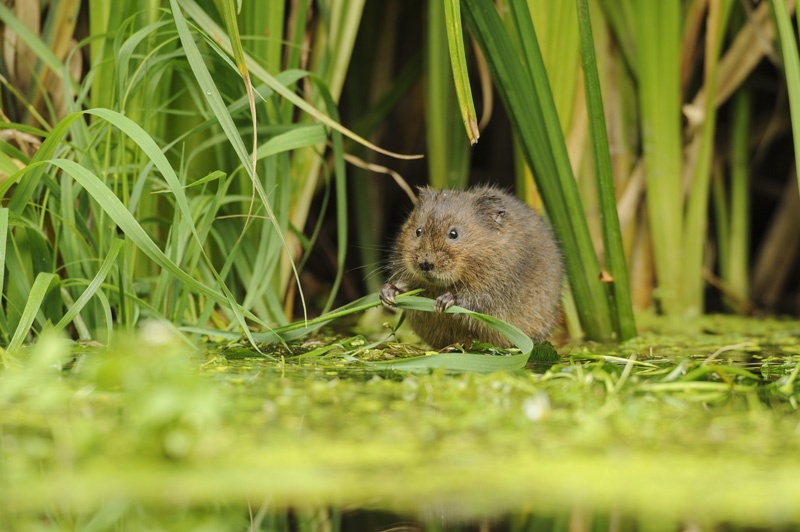 Norwich nature reserve Water vole by Terry Whittaker 2020VISION