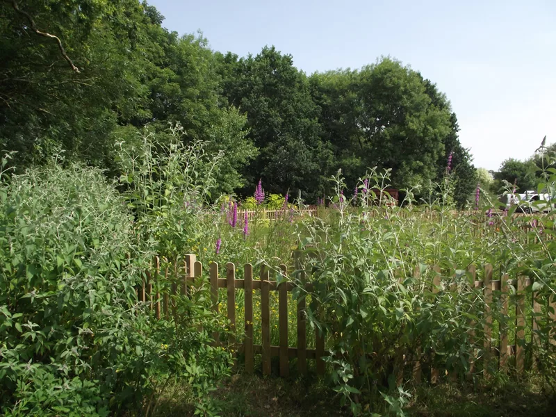 Norfolk Hospice opens its peaceful garden for the National Garden Scheme. 
