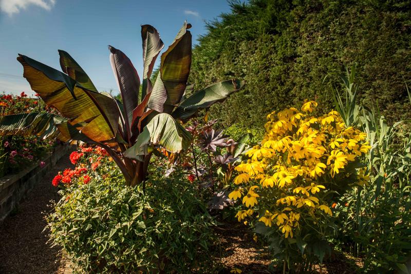 ugust is the holiday season and so why not take the family and enjoy an inexpensive day out in a gorgeous garden open for the National Garden Scheme