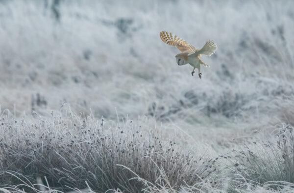 Norfolk Wildlife Trust has announced the winners of their nature photography competition for 2023. Over 600 photographs were submitted, showing the stunning variety of wildlife that calls Norfolk home.