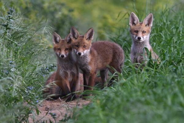 Norfolk Wildlife Trust has announced the winners of their nature photography competition for 2023. Over 600 photographs were submitted, showing the stunning variety of wildlife that calls Norfolk home. 