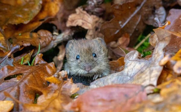Norfolk Wildlife Trust has announced the winners of their nature photography competition for 2023. Over 600 photographs were submitted, showing the stunning variety of wildlife that calls Norfolk home.