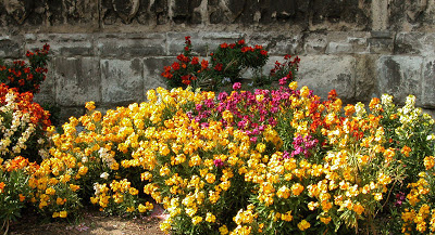 wall flowers