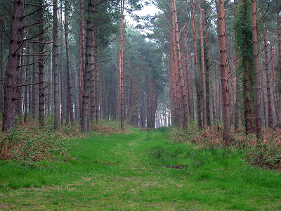 dunwich woods